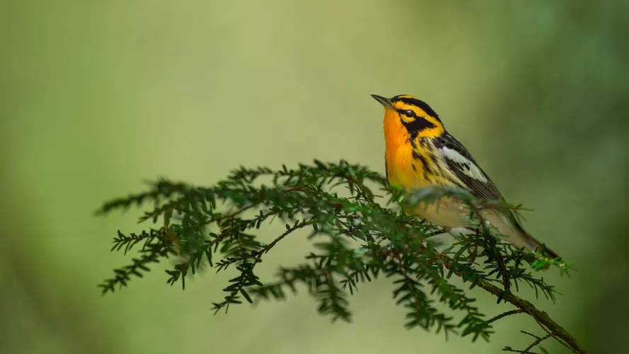 Man's Search for Meaning- Book Review.png